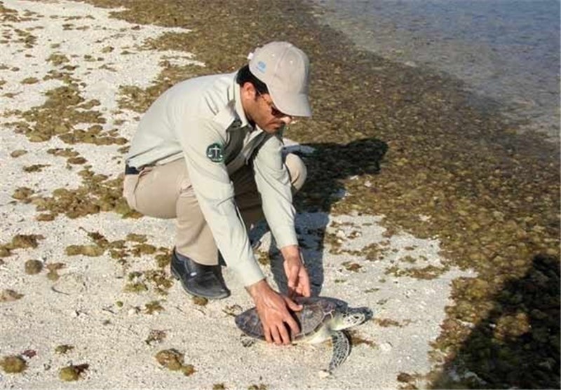 عملیات تخم‌گذاری لاک‌پشت دریایی پوزه عقابی در مناطق نایبند و نخیلوی استان بوشهر آغاز شد