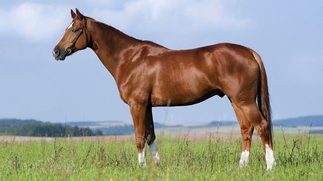 هویت گذاری اسب‌ها تنها از سوی وزارت جهاد کشاورزی قانونی است
